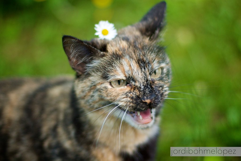 Wer hat meine Blume?